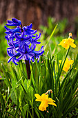  The blue flowers of the garden hyacinth (Hyacinthus orientalis) bloom in spring next to small yellow daffodils (Narcissus pseudonarcissus L.), Jena, Thuringia, Germany 