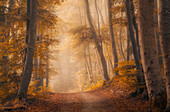 Morgennebel in einem herbstlichen Wald nahe Kloster Andechs, Bayern, Deutschland