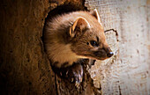  A pine marten in the Bavarian Forest National Park, Bavaria, Germany 