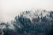 Herbstwald und Nebel, Schwarzwald, Baden-Württemberg, Deutschland