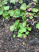  Madeira, glandular aeonium on rock wall 