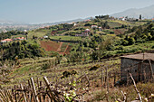 Blick über einen Weingarten auf Hügel, Madeira, Portugal, Europa