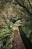  Madeira - Levada do Norte with fairy forest 