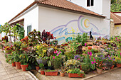 Blumenschmuck vor Häusern in Madalena do Mar, Madeira, Portugal, Europa