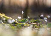  Wood anemone in sunny spring forest, Bavaria, Germany      