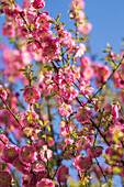 Mandelblüten im Frühlingslicht, Bayern, Deutschland, Europa