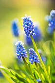  Grape hyacinths in spring light, Bavaria, Germany, Europe 