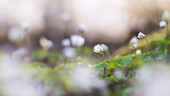  Wood anemone on a sunny evening in the spring forest, Bavaria, Germany 