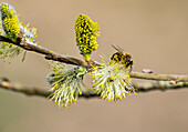 Weidenkätzchen, fleißige Biene im Frühling, Bayern, Deutschland