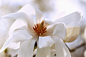  Flower of the Löbner Magnolia (Löbner&#39;s Magnolia, Magnolia × loebneri Kache, Great Star Magnolia) 