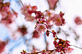 blühende japanische Bergkirsche (Prunus sargentii x subhirtella 'Accolade', frühe Zierkirsche, Frühlingskirsche)