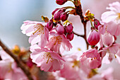blühende japanische Bergkirsche (Prunus sargentii x subhirtella 'Accolade', frühe Zierkirsche, Frühlingskirsche)