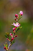 Blütenknospen der schmalblättrigen Pflaume (Prunus angustifolia Marshall)