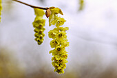  flowering Chinese false hazel (Corylopsis sinensis var. sinensis Hemsley) 
