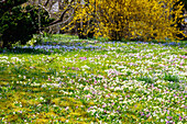 Wiese mit blühenden bunten Primeln (Primula) und Blausternen und Forsythie im Hintergrund