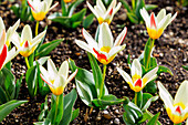blühende Kaufmanns Tulpen (Tulipa Kaufmanniana 'The First', Seerosen-Tulpe) in Blumenbeet