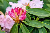 blühender Sutschou-Rhododendron (Rhododendron sutchuenense franch.) mit Blütenknospe