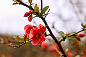  flowering proud ornamental quince (Chaenomeles x superba &#39;Rosea&#39;) 