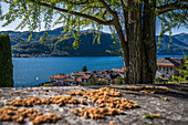 Aussichtspunkt auf den See über dem Ort, Orta San Giulio, Ortasee Lago d’Orta, Region Piemont, Italien, Europa