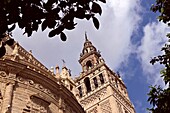  Giralda of the Catedral, Seville, Andalusia, Spain 