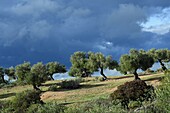 Olivenbäume an der Straße der weißen Dörfer 'Pueblos Blancos' bei Olvera, Provinz Cádiz, Andalusien, Spanien