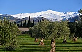 Blick von Granada zur Skiarea Sierra Nevada mit Pico de Veleta, bei Granada, Andalusien, Spanien