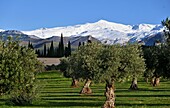  View from Granada to the ski area Sierra Nevada, Andalusia, Spain 