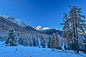 Frühwinterlich verschneite Lärchen mit Piz Nair im Hintergrund, vom Schwarzsee, Tarasp, Engadin, Sesvennagruppe, Graubünden, Schweiz
