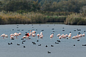 Flamingos und Blässhühner schwimmen in See, Phoenicopteridae, Sentiero Natura, Naturreservat Oasi Canneviè, Delta del Po, Podelta, Emilia-Romagna, Italien