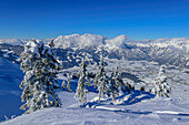  Snow-covered spruce trees with a deep view of the valley basin of Saalfelden and the Leoganger Steinberge, from the Schwalbenwand, Salzburg Slate Alps, Salzburg, Austria 