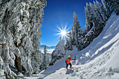  Woman hiking through winter forest up to Laber, Ammergau Alps, Upper Bavaria, Bavaria, Germany  