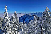 Winterwald am Laber mit Estergebirge im Hintergrund, Ammergauer Alpen, Oberbayern, Bayern, Deutschland 
