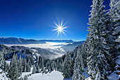 Winterwald am Laber mit Blick aufs Wettersteingebirge, Laber, Ammergauer Alpen, Oberbayern, Bayern, Deutschland 