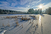  Frozen moor lake in the Murnauer Moos, Murnau, Upper Bavaria, Bavaria, Germany  