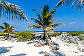 Coconut palm tree growing on rocky shoreline, Isla Mujeres, Caribbean Coast, Cancun, Quintana Roo, Mexico
