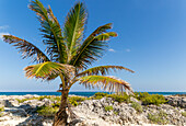 Kokospalme wächst an felsiger Küste, Isla Mujeres, Karibikküste, Cancun, Quintana Roo, Mexiko