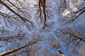 Looking up into the original beech forest, UNESCO World Heritage Site on the Baltic coast in the Jasmund National Park, Ruegen Island, Mecklenburg-Western Pomerania, Germany   