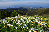 Blütenzauber auf dem hoechsten Berg der Insel, Pico Ruivo, Madeira, Portugal.