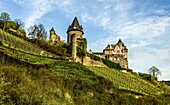  Vineyards in Bacharach, Stahleck Castle in the background, Upper Middle Rhine Valley, Rhineland-Palatinate, Germany 