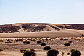 Afrika, Marokko, Zagora, Sahara, Erg Lehoudi, Sanddünen, schwarze Steine und Büsche