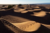  Africa, Morocco, Zagora, Sahara, Erg Lehoudi, beetle tracks in the sand 