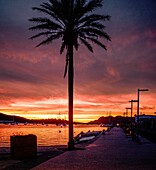 Hafen unf Bucht von Port de Pollenca bei Sonnenaufgang und Morgenrot, Palme im Vordergrund, Mallorca, Spanien