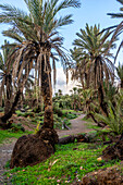  North Africa, Morocco, path through a date palm plantation 