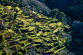  North Africa, Morocco, north, hilly landscape, agriculture, terraces 