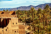  North Africa, Morocco, Draa Valley, date palms and Kasbah\n 