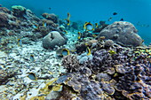 Unterwasseraufnahme von Schwarzrücken-Falterfischen (Chaetodon melannotus) und Korallen, Pink Beach, Insel Komodo, Sundainseln, Ost-Nusa Tenggara, Indonesien