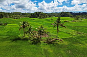  Aerial photographs of coconut trees in rice fields, near Carmen, Bohol, Philippines 