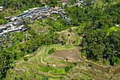 Luftaufnahme der Tegallalang-Reisterrasse mit Kokospalmen und einer Straße mit Geschäften, Tegallalang, Gianyar, Bali, Indonesien, Südostasien