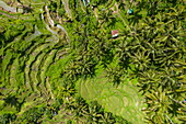  Aerial view of Tegallalang rice terrace with coconut trees, Tegallalang, Gianyar, Bali, Indonesia 