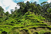 Tegallalang-Reisterrasse mit Kokospalmen, Tegallalang, Gianyar, Bali, Indonesien, Südostasien